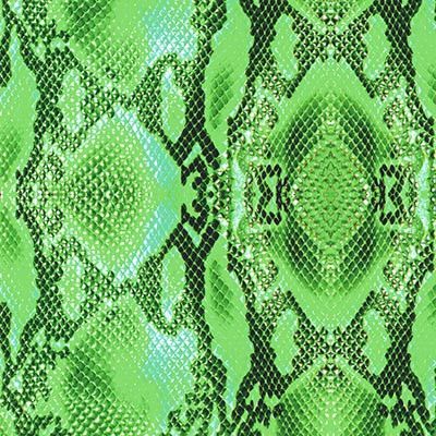 View Animal Green Reptile