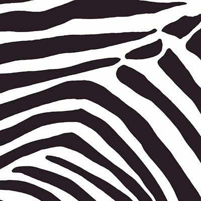 View Animal Zebra
